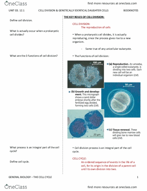 BIO SCI 93 Chapter Notes - Chapter 12.1: Metaphase, Somatic Cell, Nucleoid thumbnail