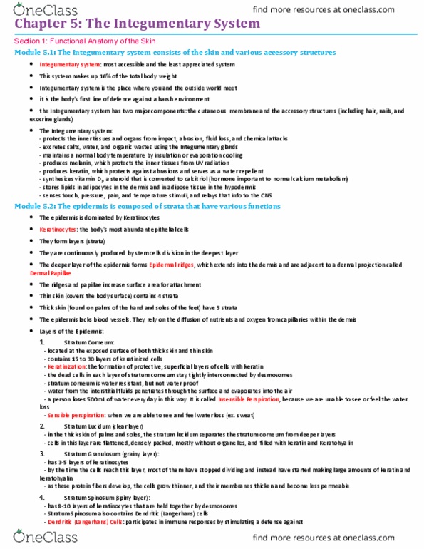 BIO210Y5 Chapter Notes - Chapter 5: Stratum Corneum, Subcutaneous Tissue, Arrector Pili Muscle thumbnail