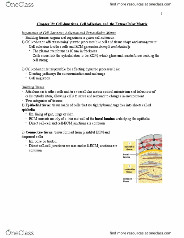 BLG 411 Chapter Notes - Chapter 19: Immunofluorescence, Peripheral Nervous System, Connective Tissue thumbnail