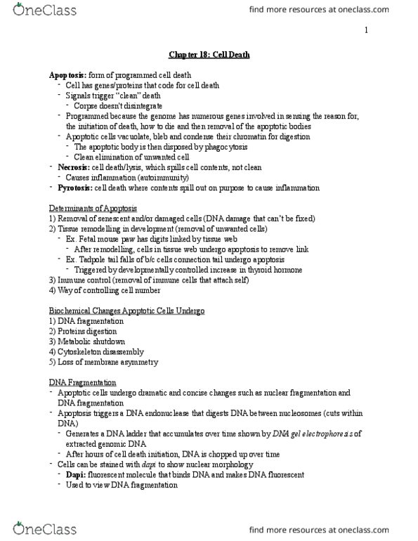 BLG 411 Chapter Notes - Chapter 18: Phosphatidylserine, Senescence, Enzyme thumbnail