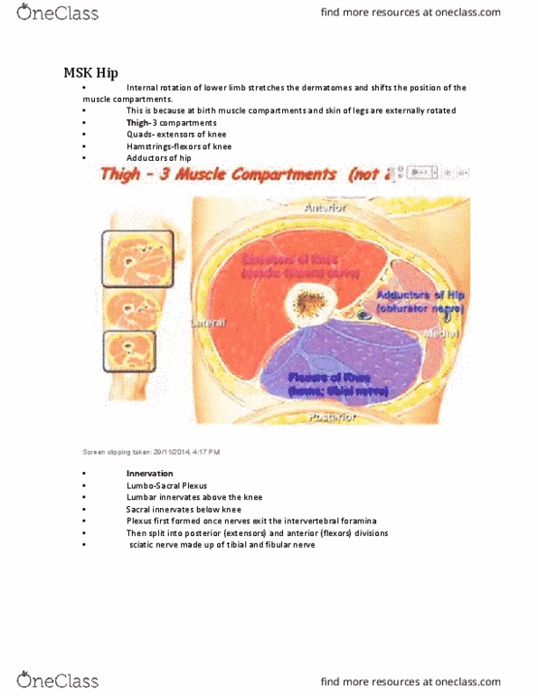 NURSING 2LA2 Lecture Notes - Lecture 5: Gluteal Muscles, Lesser Sciatic Foramen, Greater Trochanter thumbnail