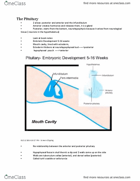 NURSING 2LA2 Lecture Notes - Lecture 6: Somatostatin, Sphenoidal Sinus, Melanocyte-Stimulating Hormone thumbnail