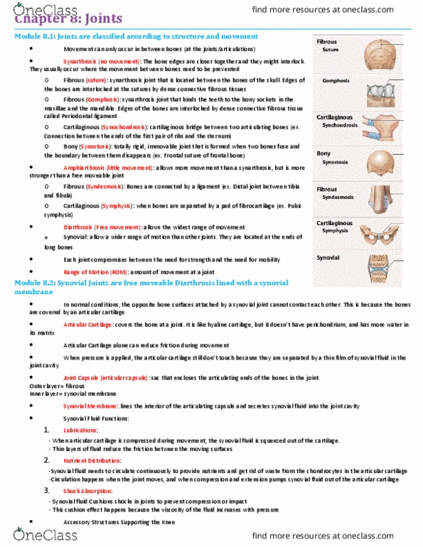 BIO210Y5 Chapter Notes - Chapter 8: Hyaline Cartilage, Synovial Joint, Synovial Fluid thumbnail