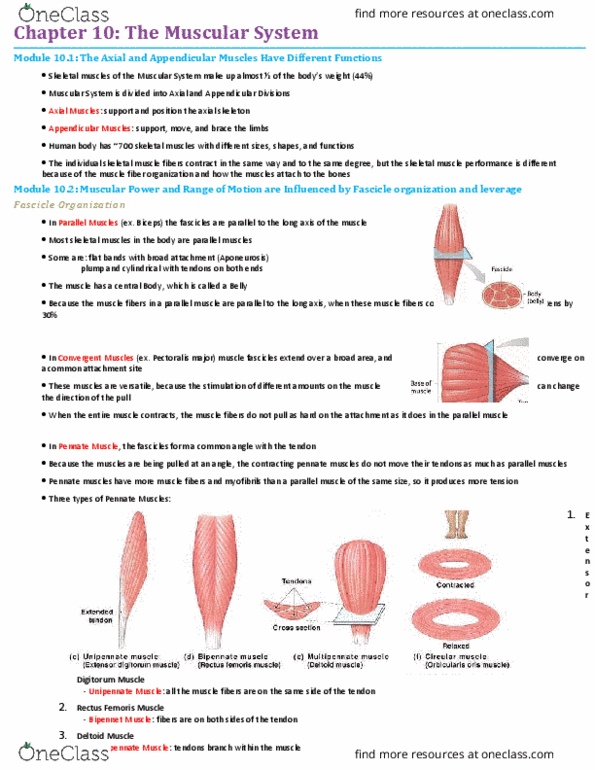 BIO210Y5 Chapter Notes - Chapter 10: Appendicular Skeleton, Axial Skeleton, Orbicularis Oculi Muscle thumbnail