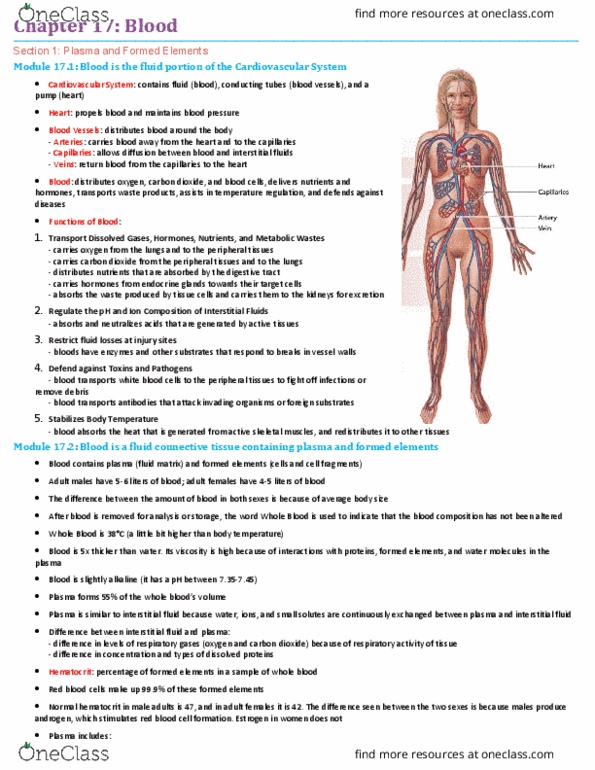 BIO210Y5 Chapter Notes - Chapter 17: Bone Marrow, Extracellular Fluid, Complete Blood Count thumbnail