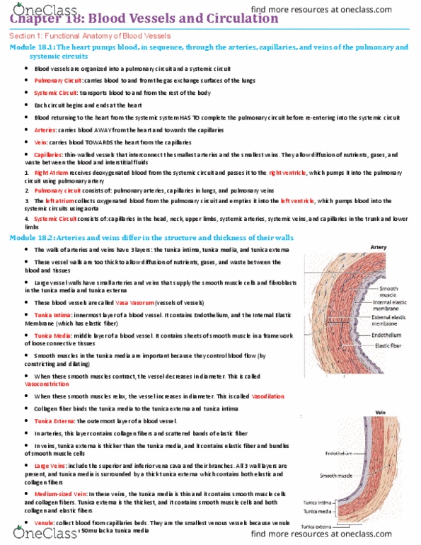 BIO210Y5 Chapter Notes - Chapter 18: Tunica Externa, Inferior Vena Cava, Superior Vena Cava thumbnail