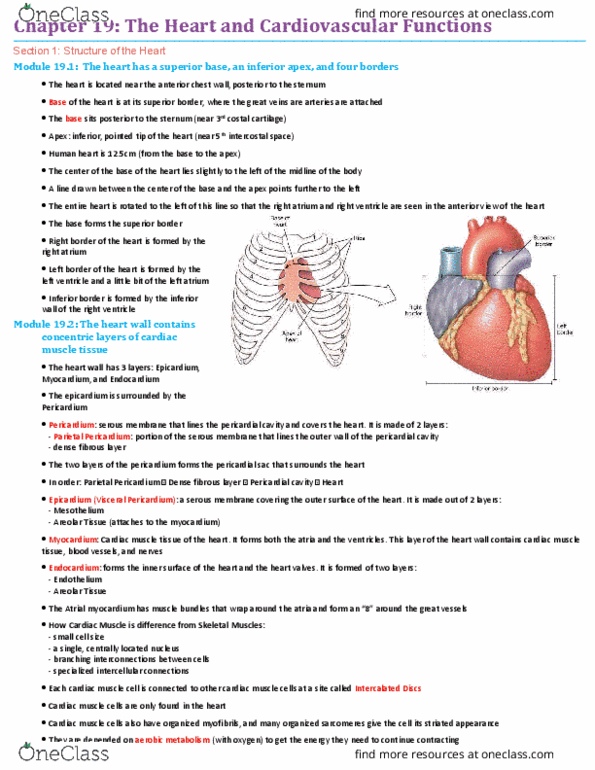 BIO210Y5 Chapter Notes - Chapter 19: Chordae Tendineae, Superior Vena Cava, Interventricular Septum thumbnail