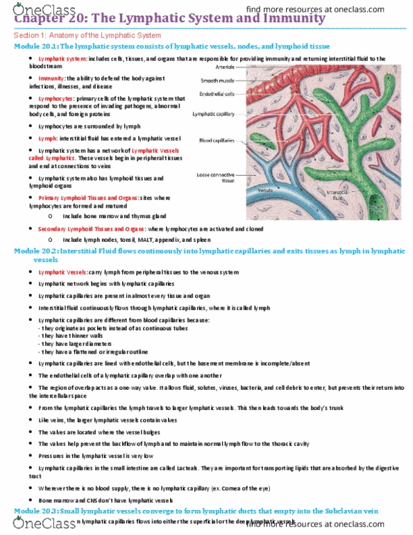 BIO210Y5 Chapter Notes - Chapter 20: Subclavian Vein, Natural Killer Cell, Red Pulp thumbnail