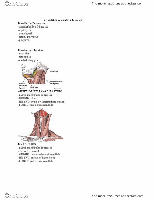 SPA 3101 Lecture Notes - Lecture 3: Medial Pterygoid Muscle, Pterygoid Processes Of The Sphenoid, Hyoid Bone thumbnail