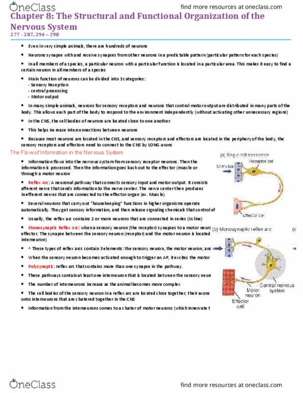 BIO310H5 Chapter Notes - Chapter 8: Ventral Nerve Cord, Reflex Arc, Sensory Neuron thumbnail