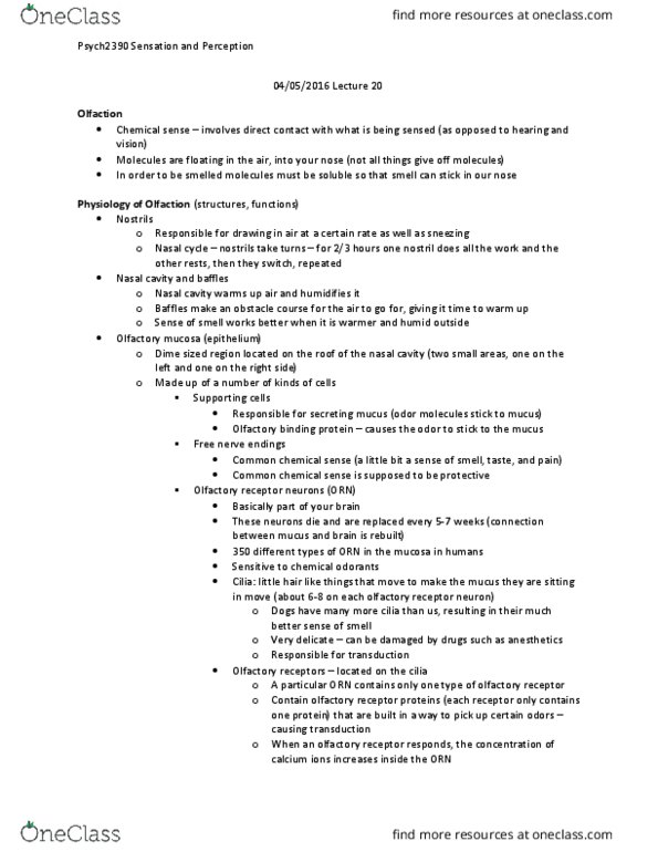 PSYC 2390 Lecture Notes - Lecture 20: Olfactory Receptor Neuron, Olfactory Mucosa, Olfactory Bulb thumbnail