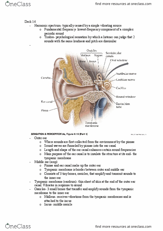 01:830:301 Lecture Notes - Lecture 14: Ear Canal, Oval Window, Outer Ear thumbnail