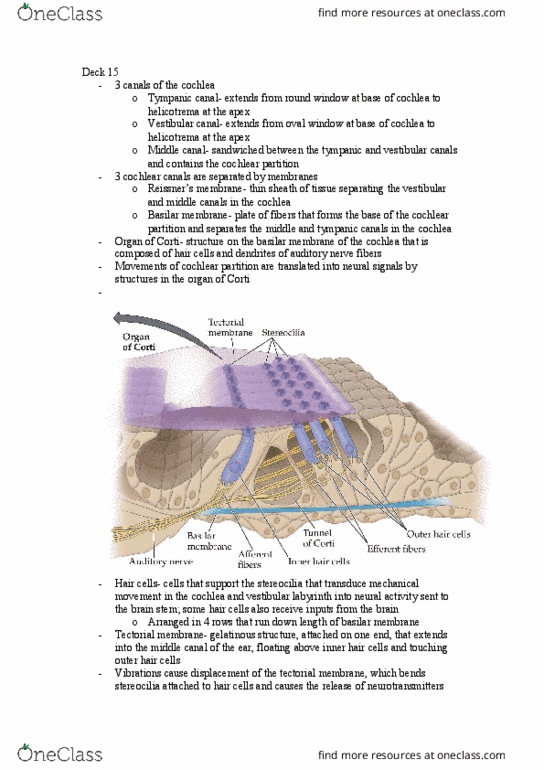 01:830:301 Lecture Notes - Lecture 15: Vestibular System, Bony Labyrinth, Tectorial Membrane thumbnail