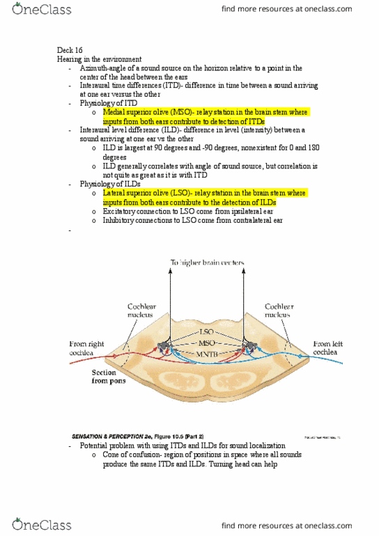 01:830:301 Lecture Notes - Lecture 16: Sound Localization, Head-Related Transfer Function, Brainstem thumbnail