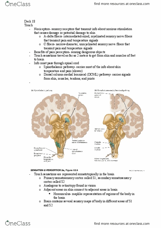 01:830:301 Lecture Notes - Lecture 18: Secondary Somatosensory Cortex, Postcentral Gyrus, Substantia Gelatinosa Of Rolando thumbnail