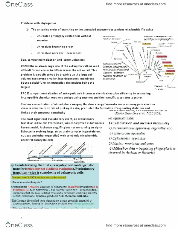 BIOL 227 Lecture Notes - Lecture 3: Green Algae, Red Algae, Symbiogenesis thumbnail