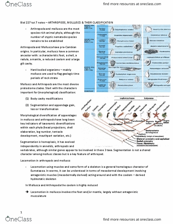 BIOL 227 Lecture Notes - Lecture 7: Suction Cup, Aplacophora, Hydrostatic Skeleton thumbnail