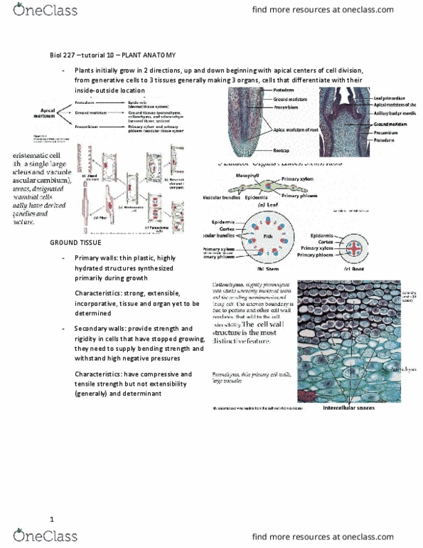 BIOL 227 Lecture Notes - Lecture 10: Sieve Tube Element, Ultimate Tensile Strength, Cell Wall thumbnail
