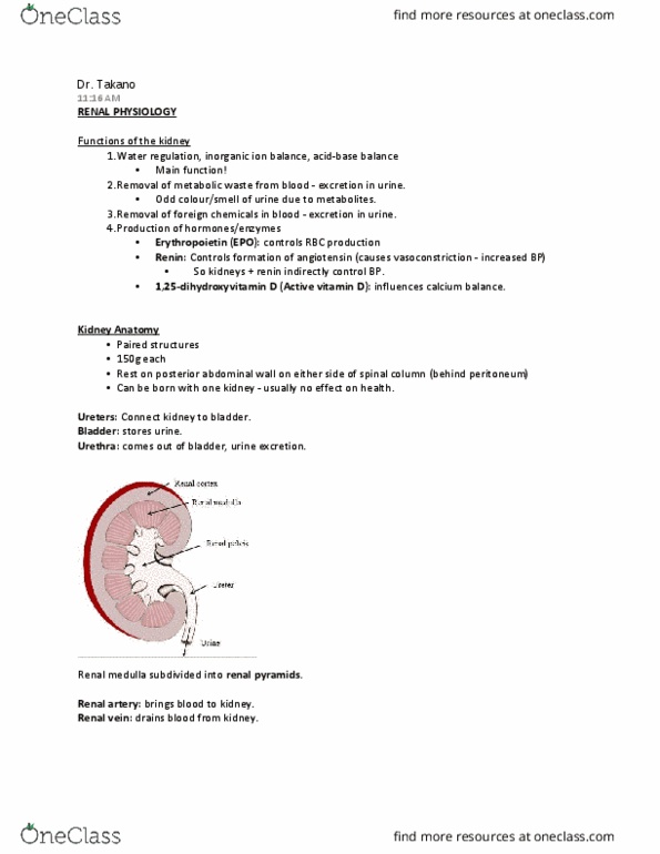PHGY 210 Lecture Notes - Lecture 1: Distal Convoluted Tubule, Renal Function, Peritubular Capillaries thumbnail