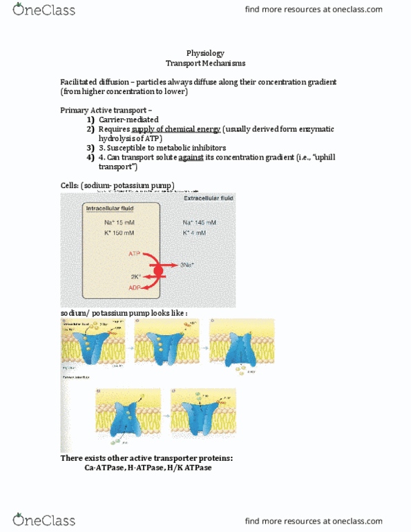 PHGY 209 Lecture Notes - Lecture 19: Active Transport, Phagosome, Caveolae thumbnail