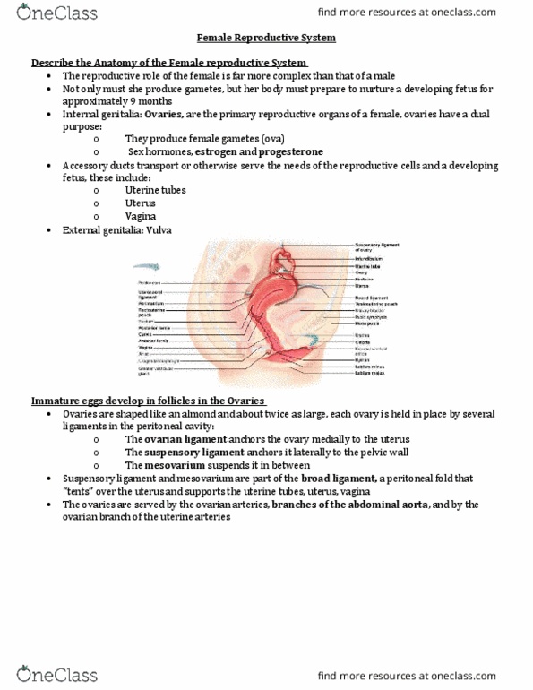 ANP 1106 Chapter 27-28: Note 5 - Reproductive System thumbnail