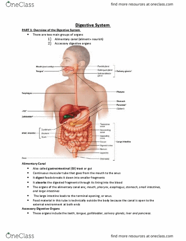 ANP 1106 Chapter Notes - Chapter 23: Stratified Squamous Epithelium, Gastric Mucosa, Muscularis Mucosae thumbnail