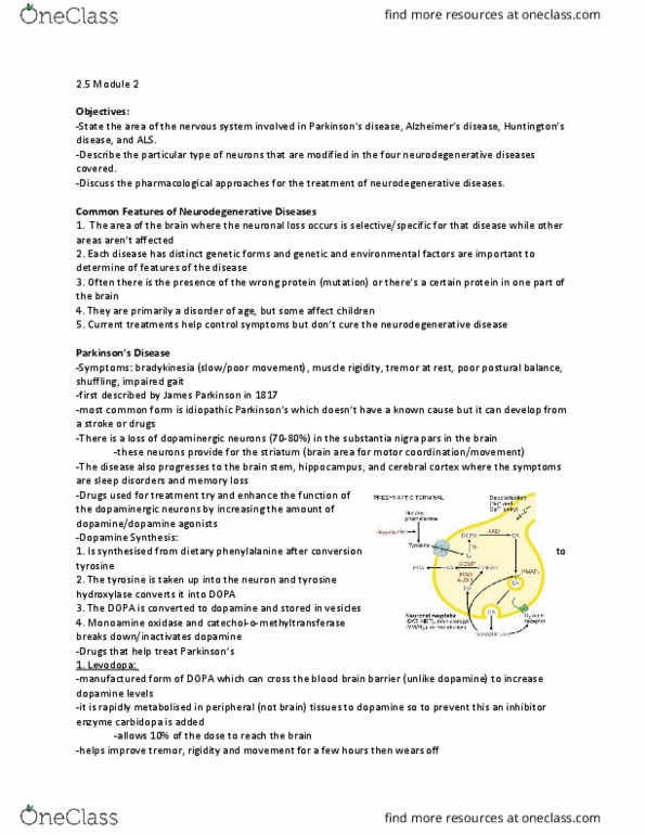 PHAR 100 Lecture Notes - Lecture 10: Monoamine Oxidase, Tyrosine Hydroxylase, Neurodegeneration thumbnail