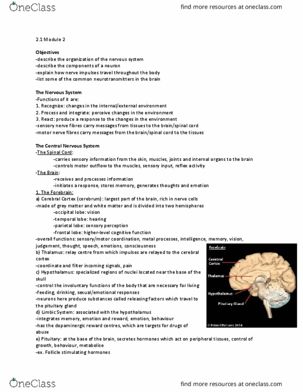 PHAR 100 Lecture Notes - Lecture 6: Occipital Lobe, Parietal Lobe, Frontal Lobe thumbnail