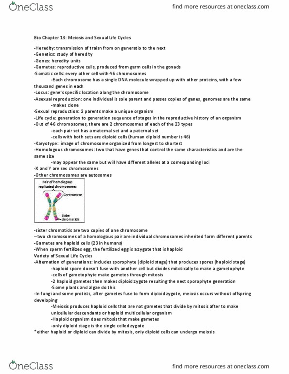 BIOL 102 Chapter Notes - Chapter 13: Sister Chromatids, Synaptonemal Complex, Asexual Reproduction thumbnail