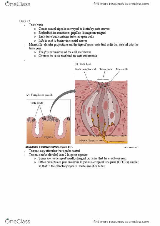 01:830:301 Lecture Notes - Lecture 22: Lingual Papilla, Insular Cortex, Taste Bud thumbnail