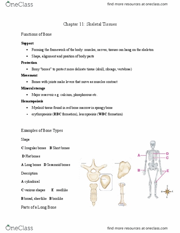 HLSC 1200U Lecture Notes - Lecture 6: Medullary Cavity, Bone Marrow, Epiphyseal Plate thumbnail