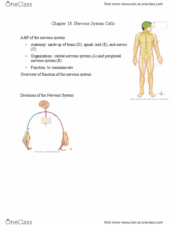 HLSC 1200U Lecture Notes - Lecture 14: Reflex Arc, Myelin, Peripheral Nervous System thumbnail