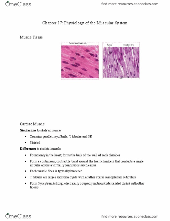 HLSC 1200U Lecture Notes - Lecture 13: Endoplasmic Reticulum, Intercalated Disc, Skeletal Muscle thumbnail