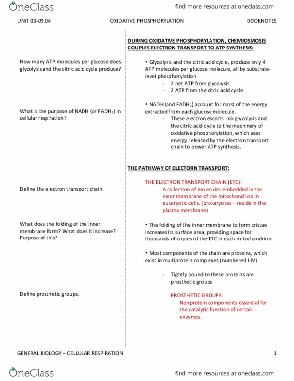 BIO SCI 93 Chapter Notes - Chapter 9.4: Oxidative Phosphorylation, Atp Synthase, Flavin Mononucleotide thumbnail