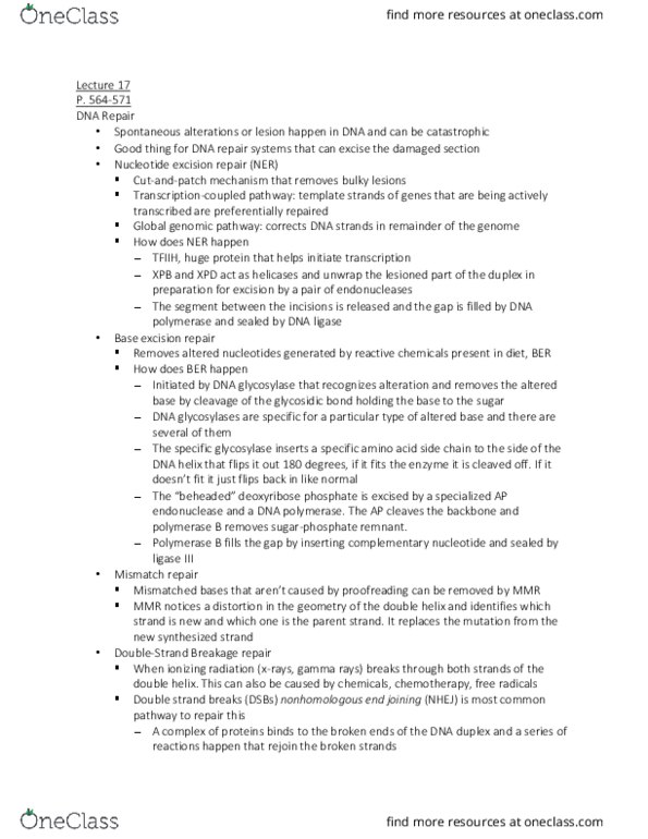 BSCI-1510 Lecture Notes - Lecture 17: Nucleotide Excision Repair, Dna Repair, Dna Mismatch Repair thumbnail