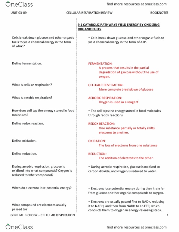 BIO SCI 93 Chapter Notes - Chapter 9: Anaerobic Respiration, Oxidative Phosphorylation, Atp Synthase thumbnail