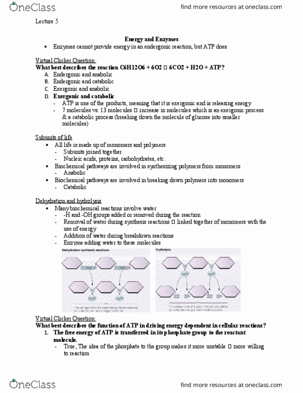 Biology 1202B Lecture Notes - Lecture 5: Peptidoglycan, Melanin, Digestive Enzyme thumbnail