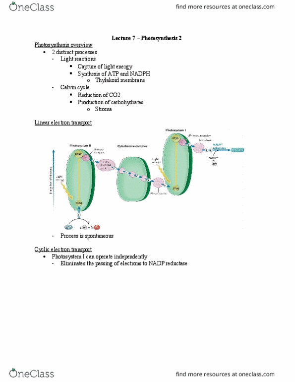 Biology 1202B Lecture Notes - Lecture 7: Cytosol, Vascular Bundle, Carboxylation thumbnail