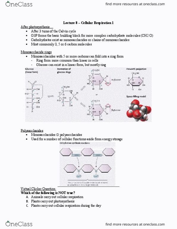 Biology 1202B Lecture Notes - Lecture 8: Cytosol, Atp Synthase, Oxidative Phosphorylation thumbnail