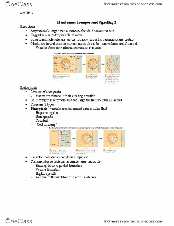 Biology 1202B Lecture Notes - Lecture 3: Phospholipid, Cystic Fibrosis, Membrane Potential thumbnail