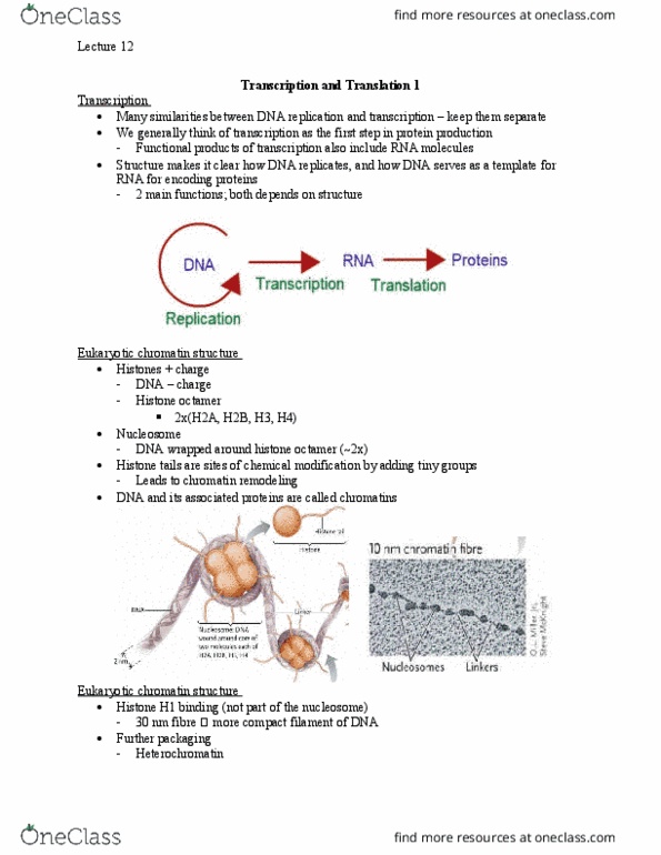 Biology 1202B Lecture Notes - Lecture 12: Indel, Polynucleotide, Reading Frame thumbnail