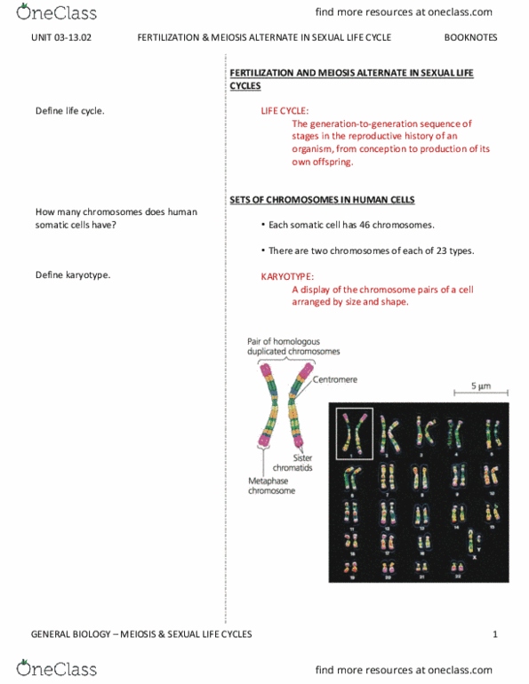 BIO SCI 93 Chapter Notes - Chapter 13.2: Eukaryote, Dna Replication, Algae thumbnail