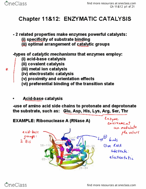 CHEM237 Lecture 12: CHEM237-9-Ch11-12-Enzymes2-annot.PDF thumbnail