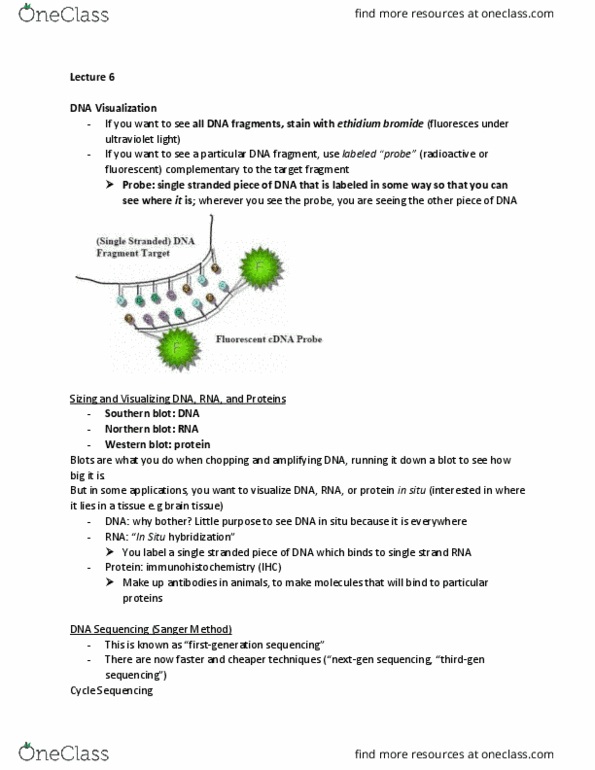 PSYC 317 Lecture Notes - Lecture 6: Negative Feedback, Herpes Simplex Virus, Polyacrylamide Gel Electrophoresis thumbnail