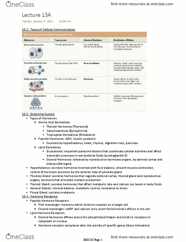 BIO210Y5 Lecture Notes - Lecture 13: Adipose Tissue, Chondrocyte, Posterior Pituitary thumbnail