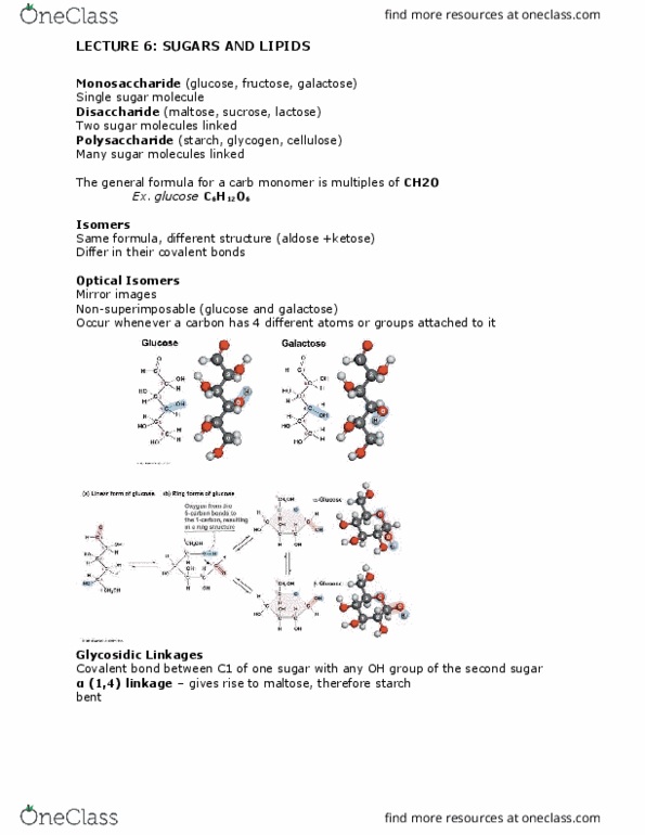 BIOL 112 Lecture Notes - Lecture 6: Beeswax, Triglyceride, Cortisol thumbnail