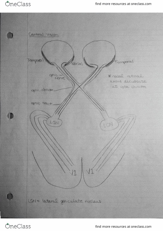 PNB 2XB3 Lecture 6: 2XB3 Lecture 6 thumbnail