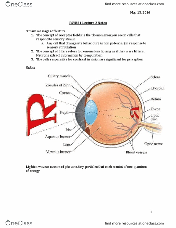 PSYB51H3 Lecture Notes - Lecture 2: The Blind Spot, Ganglion Cell Layer, Ciliary Muscle thumbnail