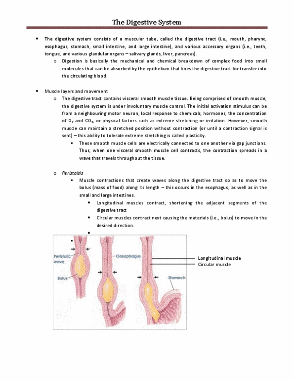 ACB 221 Lecture Notes - Intrinsic Factor, Epiglottis, Trachea thumbnail