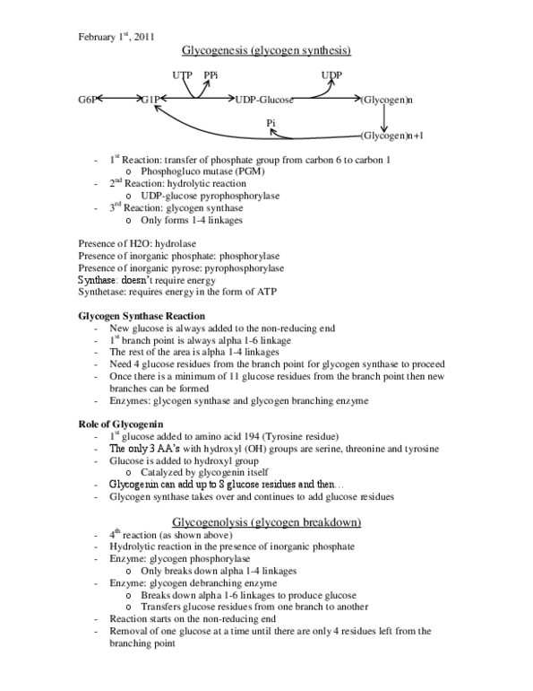 BMSC 230 Lecture Notes - Gsk-3, Blood Sugar, Glucagon thumbnail